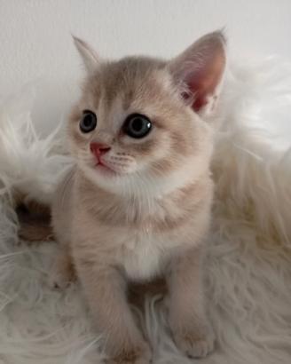 Scottish golden lilac