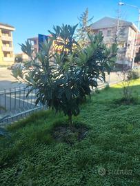 Pianta da frutto NESPOLO