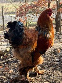 Gallo Brahma di un anno