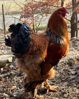 Gallo Brahma di un anno