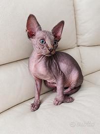 Sphynx con Pedigree