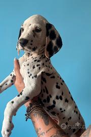 Cucciolo di Dalmata con pedigree 