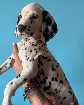 Cucciolo di Dalmata con pedigree 