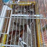 Coppie di diamantino mandarino