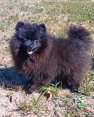 Spitz pomerania con Pedigree 1100 euro