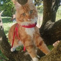 Maine coon maschio per monta