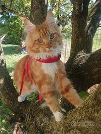 Maine coon maschio per monta