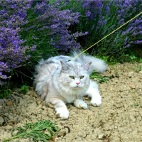 Monta maine coon con pedigree anfi per cucciolo