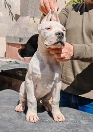 DOGO argentino