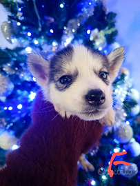Husky siberian