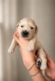 Golden retriever pronti a settembre