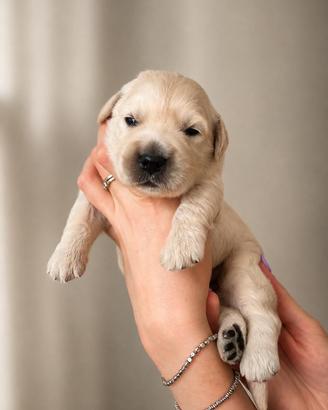 Golden retriever pronti a settembre