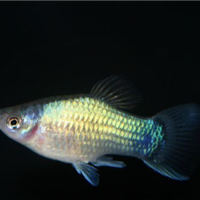 Pesci platy