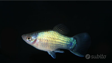 Pesci platy