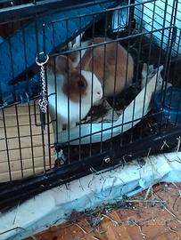 Conigli nani più gabbia