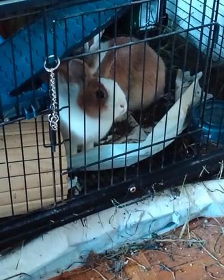 Conigli nani più gabbia