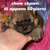 Chow chown cucciola leggi descrizione x + informaz