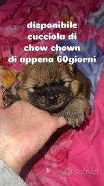 Chow chown cucciola leggi descrizione x + informaz