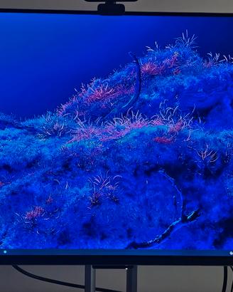 ASUS ProArt Display OLED PA32UCDM garanzia