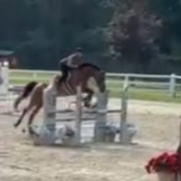 Cavallo da salto