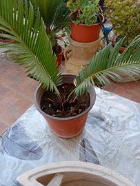  pianta cycas