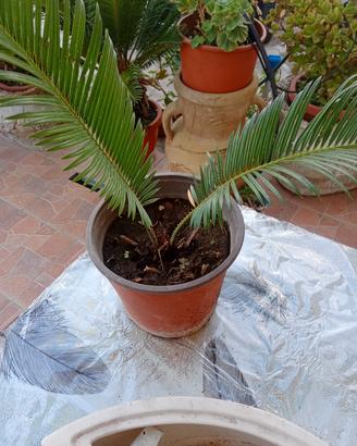  pianta cycas