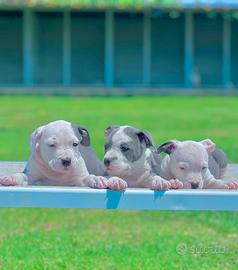Amstaff blu occhi blu pedigree enci