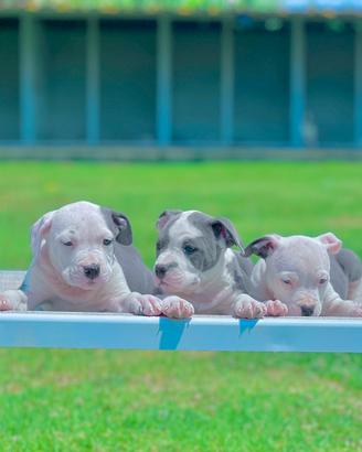 Amstaff blu occhi blu pedigree enci
