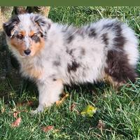 Australian shepherd cucciola pedigree