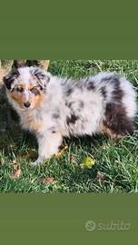 Australian shepherd cucciola pedigree