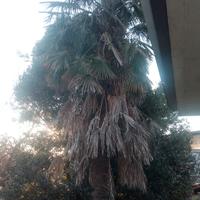 Palme