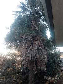 Palme