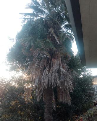 Palme