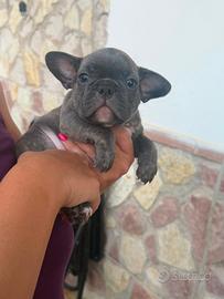 Bulldog francese