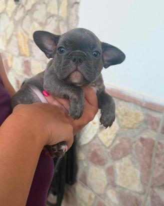 Bulldog francese