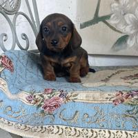 Bassotto tedesco Nano