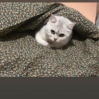 Vendita Gatto Adulto