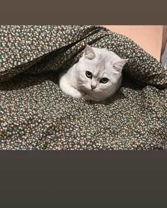 Vendita Gatto Adulto