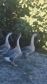 oca cigno