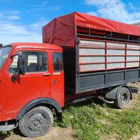 0m 40 trasporto animali cavalli 