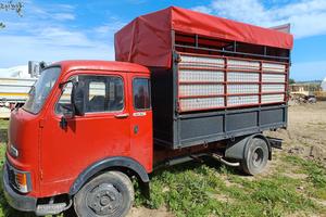 0m 40 trasporto animali cavalli 