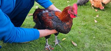 Galli razza Marans