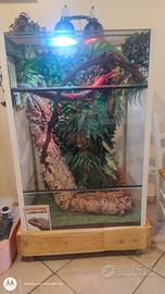 teca terraio camaleonte rettili paludario 