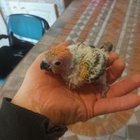 Pappagalli pulli di conuri del sole