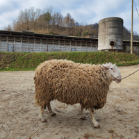 Ariete Razza Appenninica