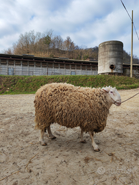 Ariete Razza Appenninica