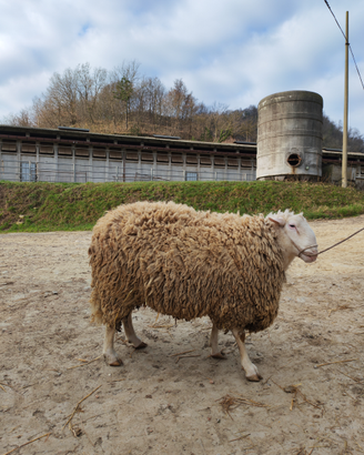 Ariete Razza Appenninica