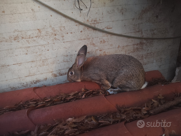 Coniglio