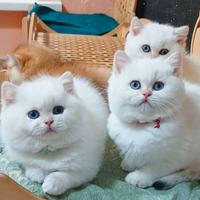 Gattini di Pura Razza British Shorthair