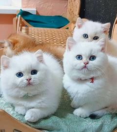 Gattini di Pura Razza British Shorthair